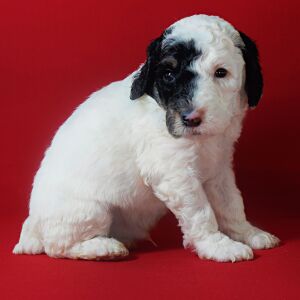 Poodle Puppy Lando