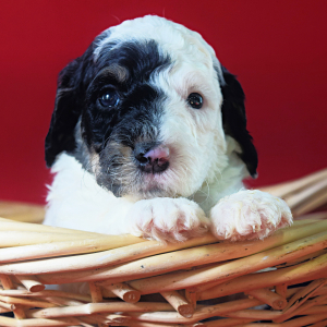 Poodle Puppy Lando