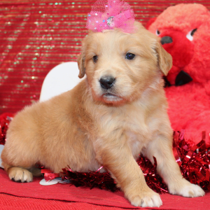 Golden Retriever Puppy Secily
