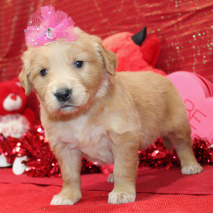 Golden Retriever Puppy Secily