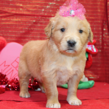 Golden Retriever Puppy Secily