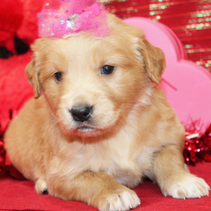 Golden Retriever Puppy Secily