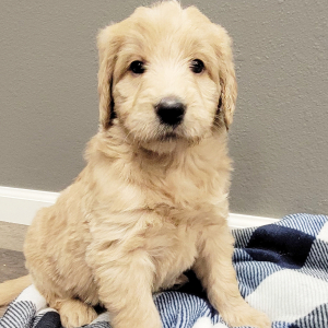 Labradoodle Puppy Adrien