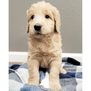 Labradoodle Puppy Adrien
