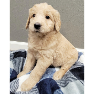 Labradoodle Puppy Adrien