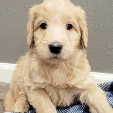 Labradoodle Puppy Adrien