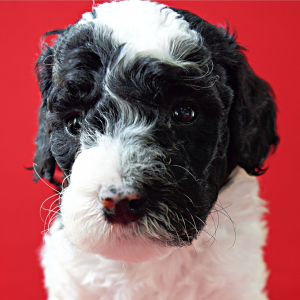 Poodle Puppy Leyla