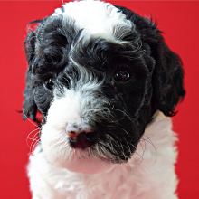 Poodle Puppy Leyla