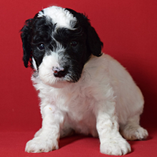 Poodle Puppy Leyla