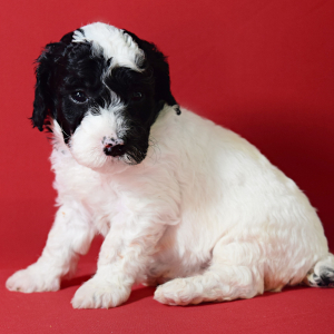 Poodle Puppy Leyla