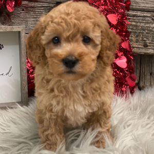 Poodle Puppy Boyd