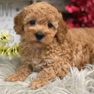 Poodle Puppy Boyd