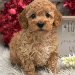 Poodle Puppy Boyd