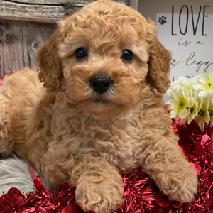 Poodle Puppy Boyd