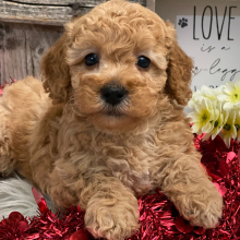 Poodle Puppy Boyd