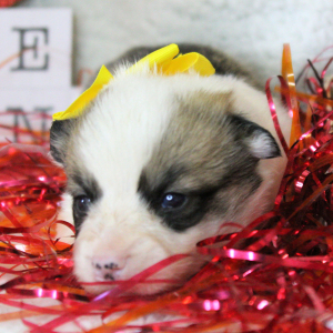 Pembroke Welsh Corgi Puppy Aden
