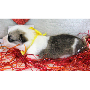 Pembroke Welsh Corgi Puppy Aden