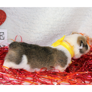 Pembroke Welsh Corgi Puppy Aden