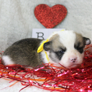 Pembroke Welsh Corgi Puppy Aden
