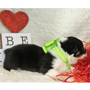 Pembroke Welsh Corgi Puppy Addi