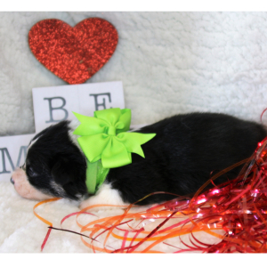 Pembroke Welsh Corgi Puppy Addi