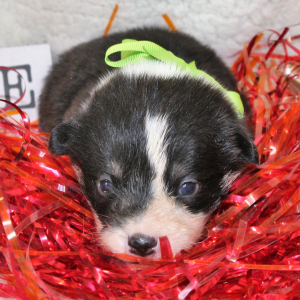 Pembroke Welsh Corgi Puppy Addi