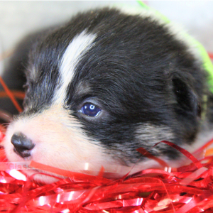 Pembroke Welsh Corgi Puppy Addi