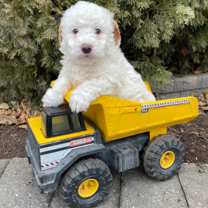 Goldendoodle Puppy Hamilton