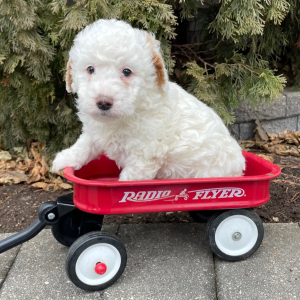 Goldendoodle Puppy Hamilton