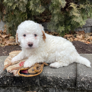 Goldendoodle Puppy Hamilton