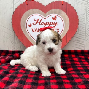 Havanese Puppy Ilona