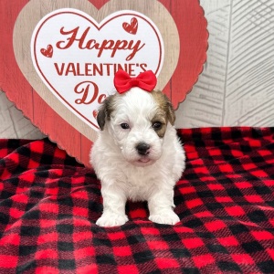 Havanese Puppy Ilona
