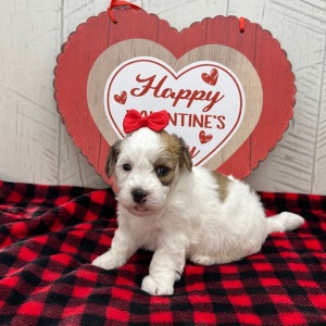 Havanese Puppy Ilona