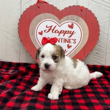Havanese Puppy Ilona