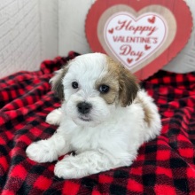 Havanese Puppy Ilona