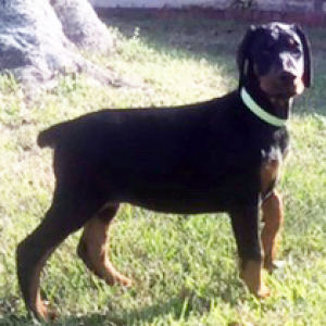 Doberman Pinscher Puppy Ivy