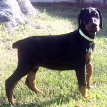 Doberman Pinscher Puppy Ivy
