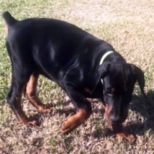 Doberman Pinscher Puppy Ivy