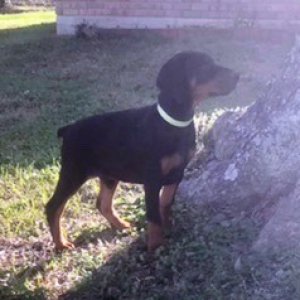 Doberman Pinscher Puppy Ivy