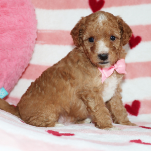 Goldendoodle Puppy Bentley