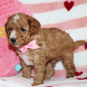 Goldendoodle Puppy Bentley