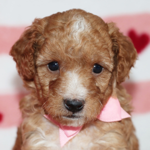Goldendoodle Puppy Bentley