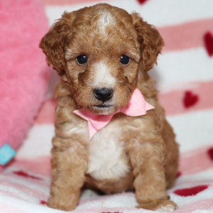 Goldendoodle Puppy Bentley