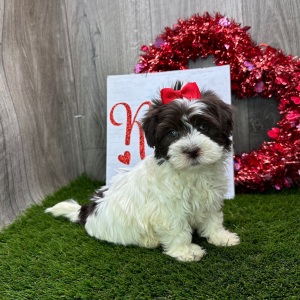 Havanese Puppy Amanda