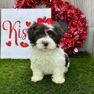 Havanese Puppy Amanda