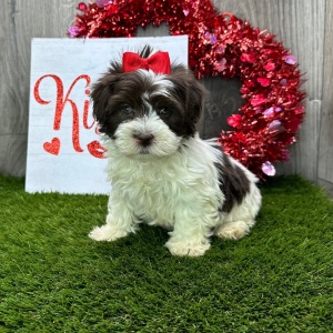 Havanese Puppy Amanda