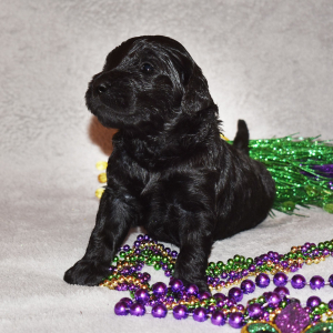 Goldendoodle Puppy Eclipse