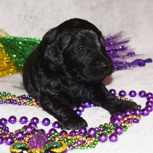 Goldendoodle Puppy Eclipse