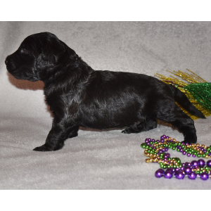 Goldendoodle Puppy Eclipse