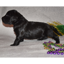 Goldendoodle Puppy Eclipse